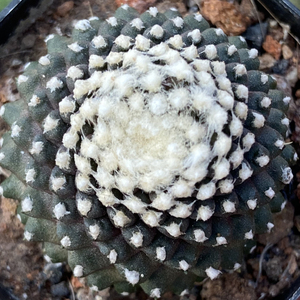 墨蝶鱼鳞丸无刺仙人球开花多肉植物稀有龙爪属雪顶趣味好养小盆栽