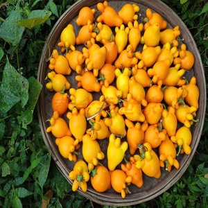 黄金茄乳茄五指茄果黄金果新鲜现摘五代同堂果子观赏果实摆景年景