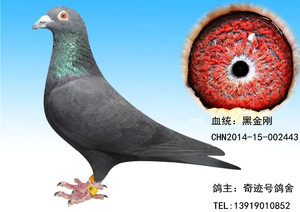 黑金刚信鸽子代预定