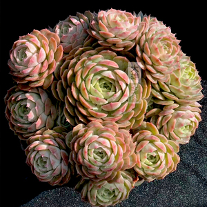 多肉植物昂斯诺