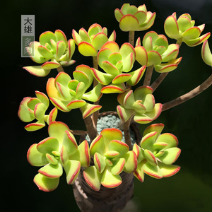 一物一拍 多肉植物西瓜宝珠 大株好养绿植老桩组合盆栽花卉窗台