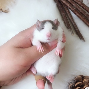 花枝鼠卷毛直毛卷毛,活体宠物鼠活物萌宠家养宿舍网红小老鼠亲人