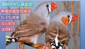 珍珠鸟白珍珠驼珍珠鸟白文鸟灰文鸟活体鸟保姆鸟可繁殖宠物鸟
