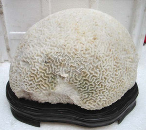 中国奇石城 千年白珊瑚球 工艺品收藏品礼品观赏石装饰品聚财风水