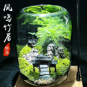 苔藓微景观生态瓶玻璃造景植物盆景办公室桌面盆栽免打理装饰摆件