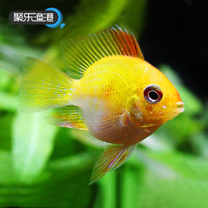 观赏鱼短鲷鱼观赏鱼活体鱼淡水热带鱼活体小型荷兰短尾凤凰金波子
