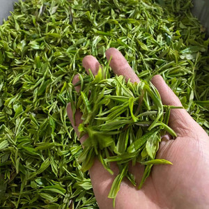 信阳毛尖2021春茶新鲜绿茶叶 未加工自制茶叶青 嫩茶叶尖现摘现发