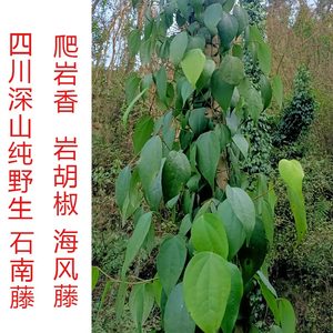 四川深山石南藤 爬岩香 岩胡椒 海风藤 中草药 老藤 新鲜500g包邮
