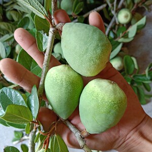 霹雳果野生木莲豆腐籽凉粉籽爱玉籽手搓冰粉籽石木瓜广王不留行