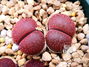 红宝石日轮生石花