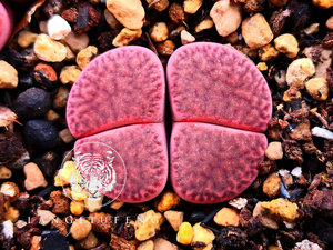 【种】多肉 生石花 柘榴玉  c393a embers 红辉耀玉 20粒 100粒