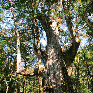『慵懒屋 珍藏』纯正 台湾阿里山红桧木 安神放松 单方精油