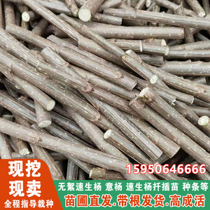杨树苗杨树扦插段扦插条107,108速生杨无絮杨云中杨意杨树苗