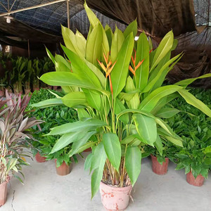 天堂鸟盆栽花卉鹤望兰室内绿植物净化空气四季常青富贵鸟绿植1人付款