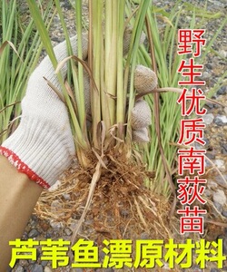 南荻苗芦苇浮漂钓鱼鱼漂制作原材料南狄苗现挖带根带泥易种易活