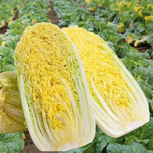 娃娃菜种子45天熟小型白菜种孑春天秋冬季韩国金娃娃黄心蔬菜种籽