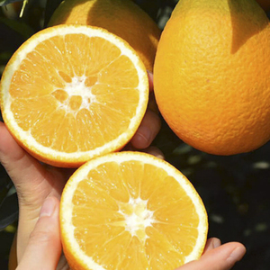 橙子新鲜 纽荷尔脐橙 橘子贵州罗甸脐橙应季水果10斤大果现摘现发