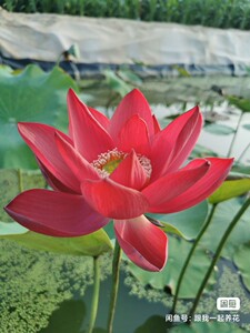 伊娃you淘宝【常德爱莲苑】碗莲盆栽荷花(中国红北京)大型碗莲种藕