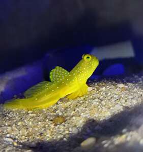 黄金虾虎 双色虾虎鱼海水鱼珊瑚缸活体海洋生物翻沙