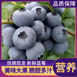 丹东宝宝蓝莓鲜果新鲜蓝莓精品蓝莓当季孕妇水果现摘现发125g/盒