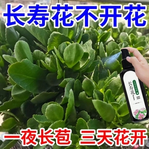 长寿花营养液催花开花肥促花防叶片发黄专用肥四季开花盆栽带花苞