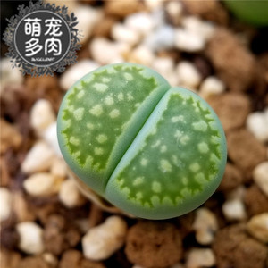 c56a绿福来 生石花一物一拍 两年绿色屁屁花石头花孔雀石萌宠多肉