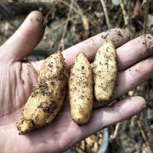 【天麻种籽】天麻种籽品牌,价格 - 阿里巴巴