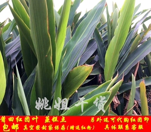 包邮莆田红团用叶红团叶年糕叶粿叶艳山姜桂焦现摘叶子1件500g