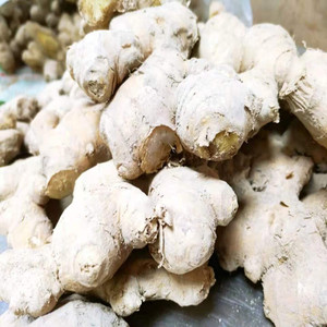 台州仙居特产高山生姜 小连姜 新鲜老姜 月子专用姜汤面姜汁蛋老