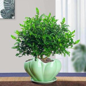 防赶熏蚊子的植物熏蚊草蚊子怕的除蚊植物祛区去文草驱蚊驱蝇香花