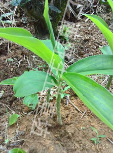 中药材 闭鞘姜 广商陆 水蕉花 樟柳头 罗汉薯 虾公姜生鲜现挖