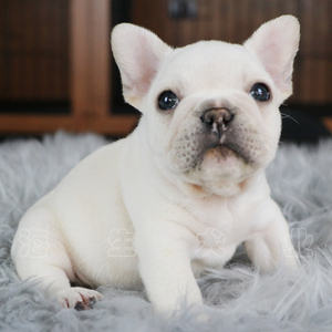 法国斗牛犬 幼犬 奶油色 伴侣犬 生活犬 两月龄 小方体 短体 精品