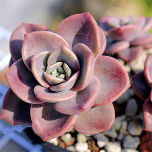 旭鹤多肉老桩一物一拍稀有品种多头群生整桩罕见多肉胧月杂交