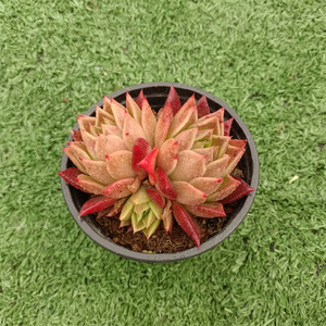 红曼巴多肉植物一物一一拍青椒东云间谍新品红色血斑东云