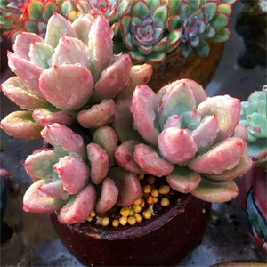 奶油鳄梨多肉植物