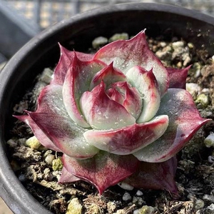 宽叶惊鸿仙子多肉一物一拍卡西欧大单头群生卡西乌斯锦稀有品种