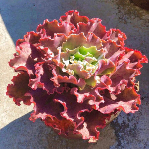 高沙多肉植物高砂之翁老桩一物一拍多头群生超大多肉包菜系列绿植