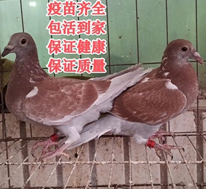 红雨点红降鸽子活体一对血统鸽成绩鸽信鸽赛鸽鸽子小幼鸽活体种鸽