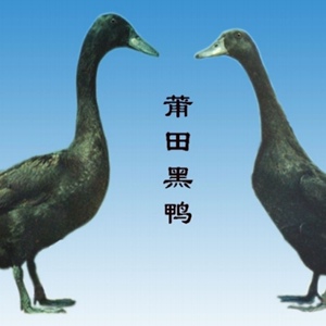正宗纯种莆田黑鸭莆田黑鹜鸭活鸭包邮包活