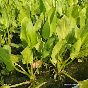 江西驿前特色精品蔬菜新鲜青菜泽泻苗农家中药泽泻梗 绿化河道