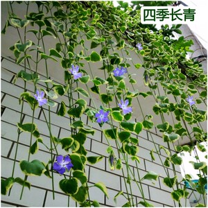黄金花叶蔓长春藤阳台垂吊藤蔓植物常春藤吊兰盆栽花卉植物吸甲醛