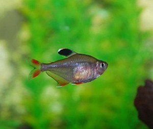 小型热带观赏鱼红尾大勾草缸混养新手首先鱼红大勾大钩扯旗鱼包邮