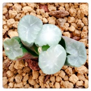 盐湖城万象 十二卷多肉植物 玉扇 白瓷万象巨大化 一物一拍包邮