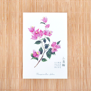 植物图鉴系列明信片 桂花山茶白兰蓝花楹三角梅 水彩手绘福州文创