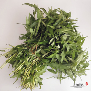 新鲜香柳香廖菜鱼生草撒撇配料鱼佐料500克云南德宏特产当季蔬菜