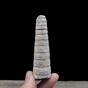 天然奥陶纪直角石化石震旦角石化石古生物化石地质科普教学标本