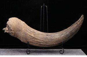 冰河时期动物牛角化石野牛角化石原石动物骨头化石古生物化石标本