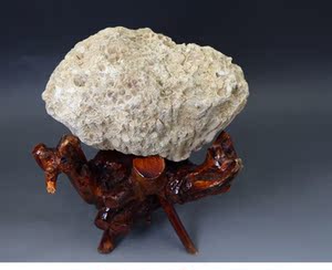 珊瑚化石原石