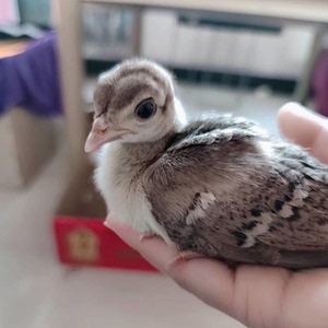 蓝孔雀活体孔雀苗幼崽花孔雀白孔雀受精种蛋孔雀标本