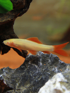 热带鱼观赏鱼清洁鱼活体红尾鲨工具鱼小型淡水彩虹鲨粉红鲨宠物鱼